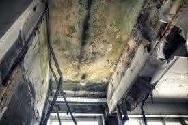 Best Forensic Mold Investigation in Washington, UT